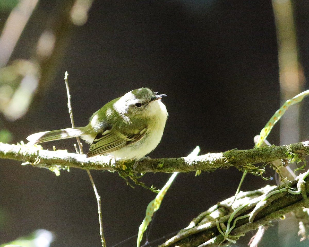 Buff-banded Tyrannulet - Per Smith