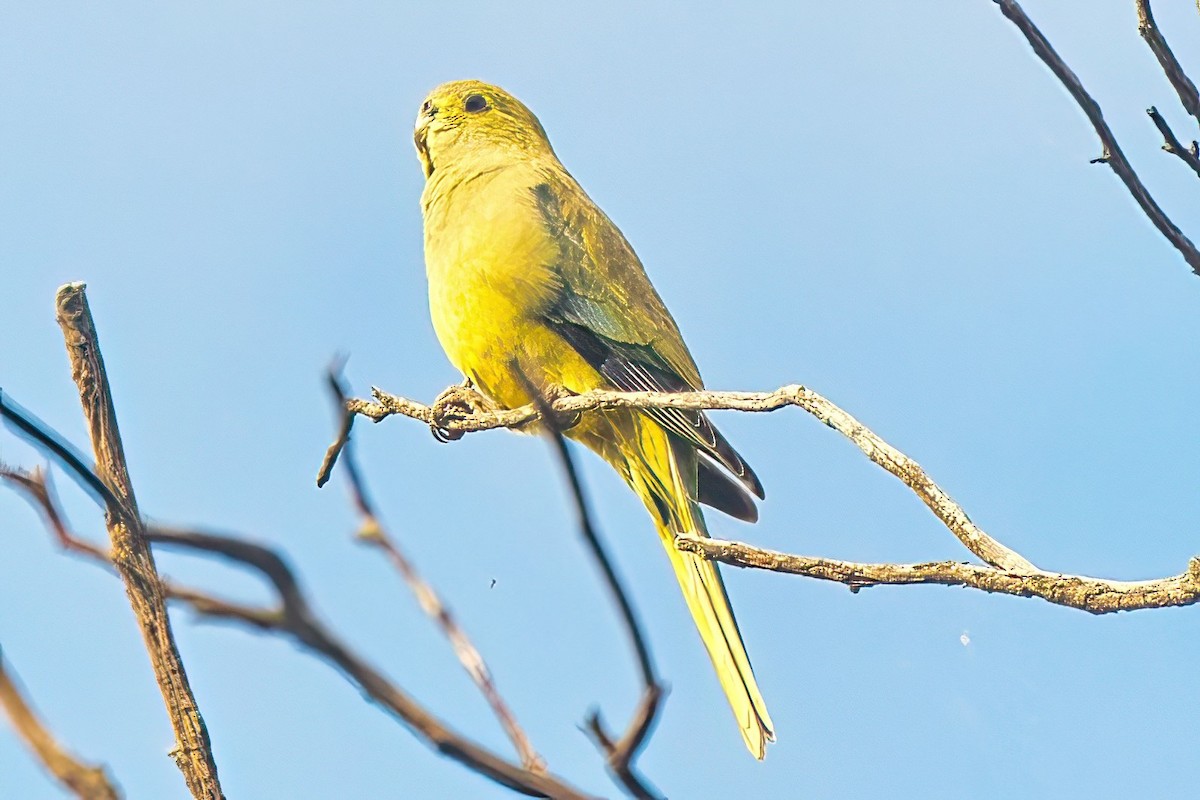 Blue-winged Parrot - ML618198395