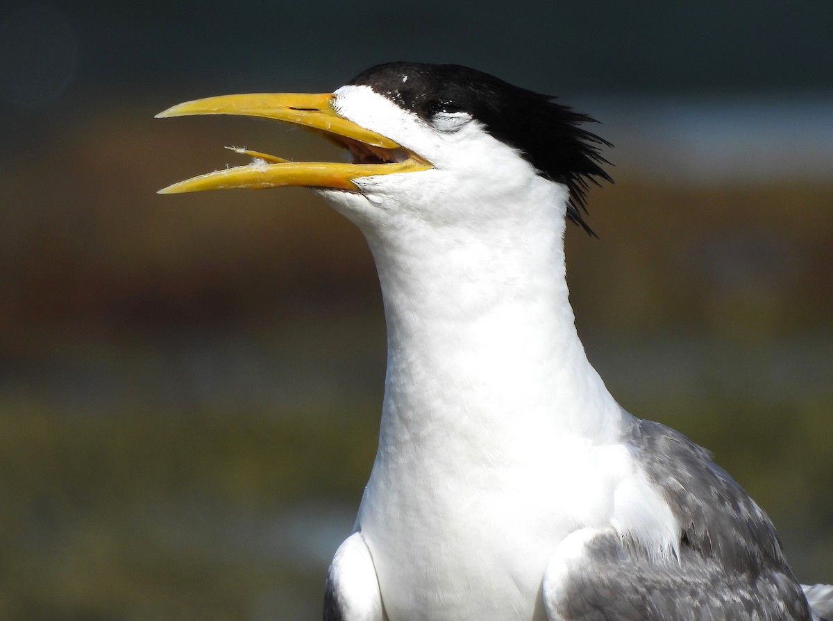 Great Crested Tern - ML618198416