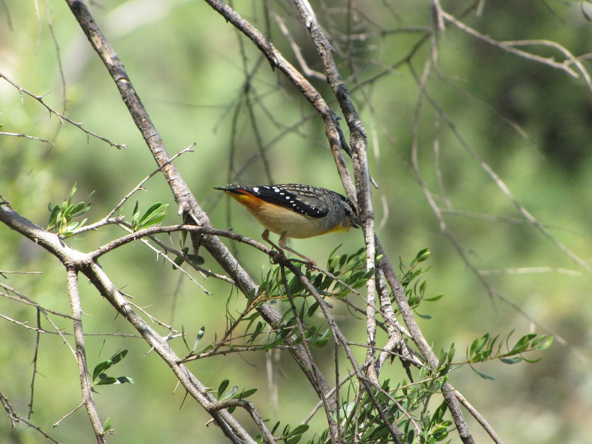Spotted Pardalote - ML618198423