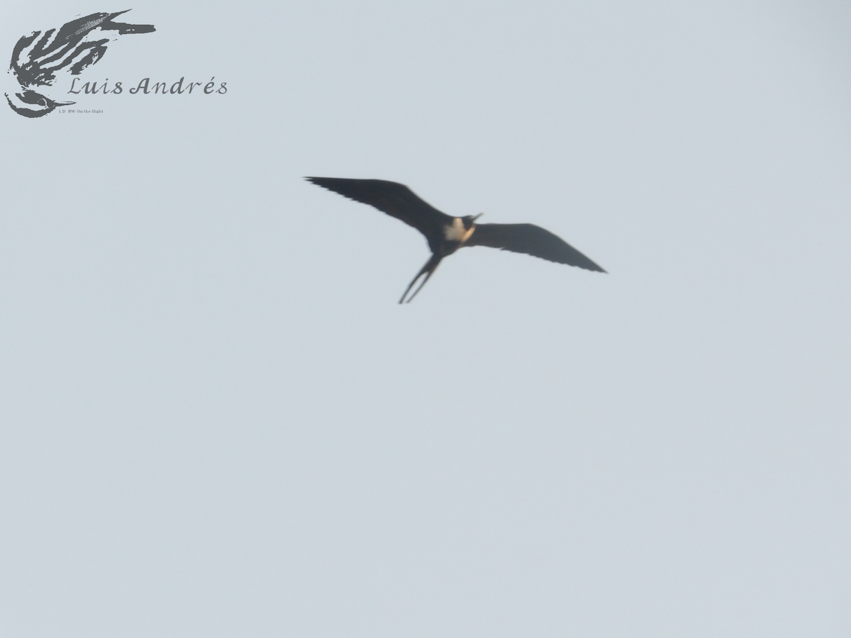 Magnificent Frigatebird - Luis Cuevas Romero