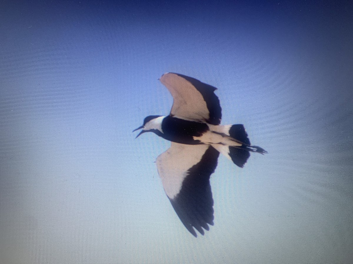 Spur-winged Lapwing - ML618198426