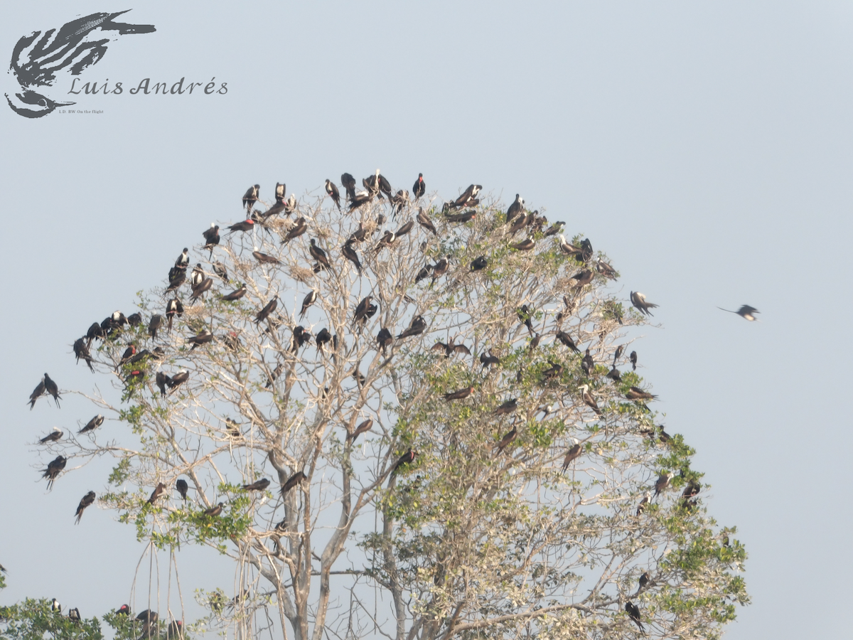 Magnificent Frigatebird - Luis Cuevas Romero