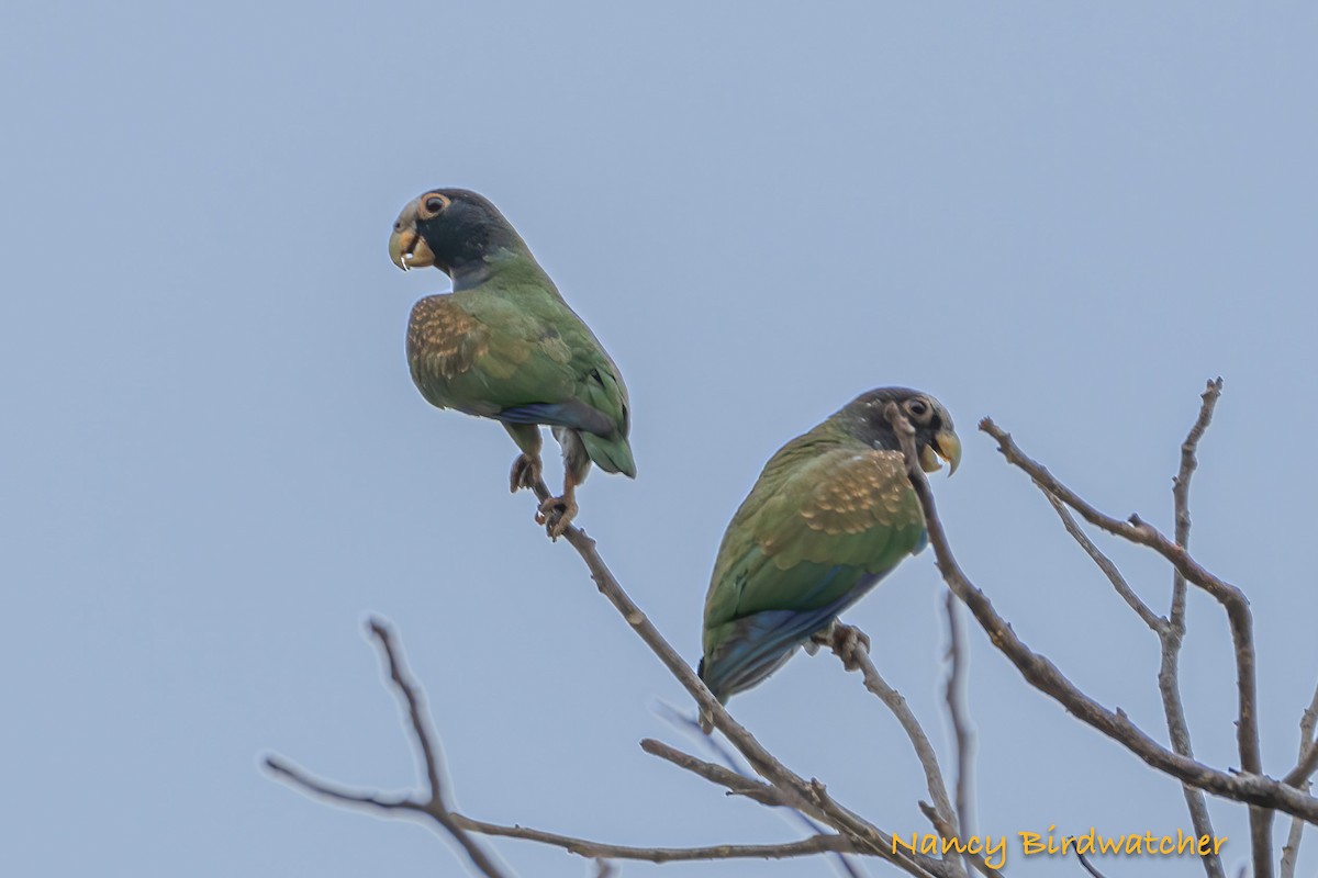 White-crowned Parrot - ML618198476