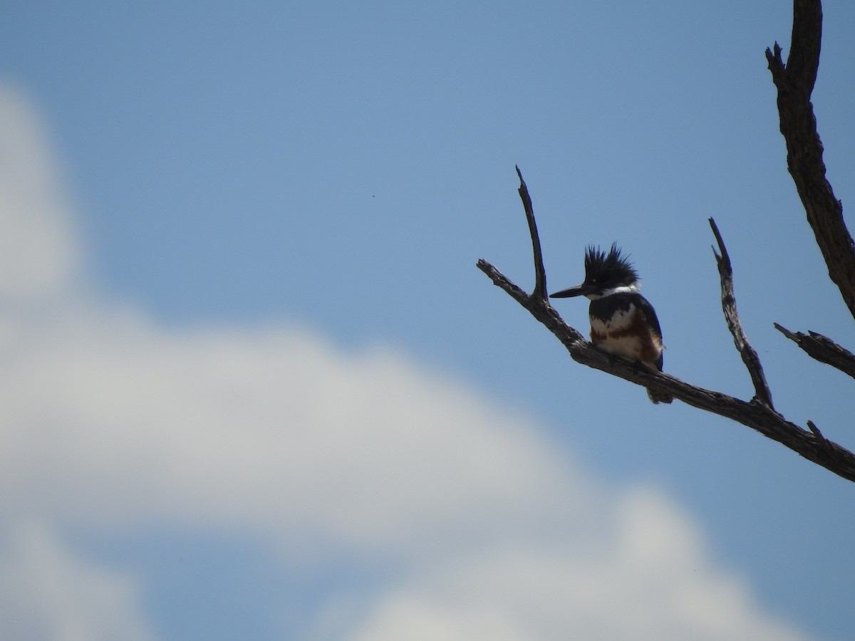 Belted Kingfisher - ML618198481