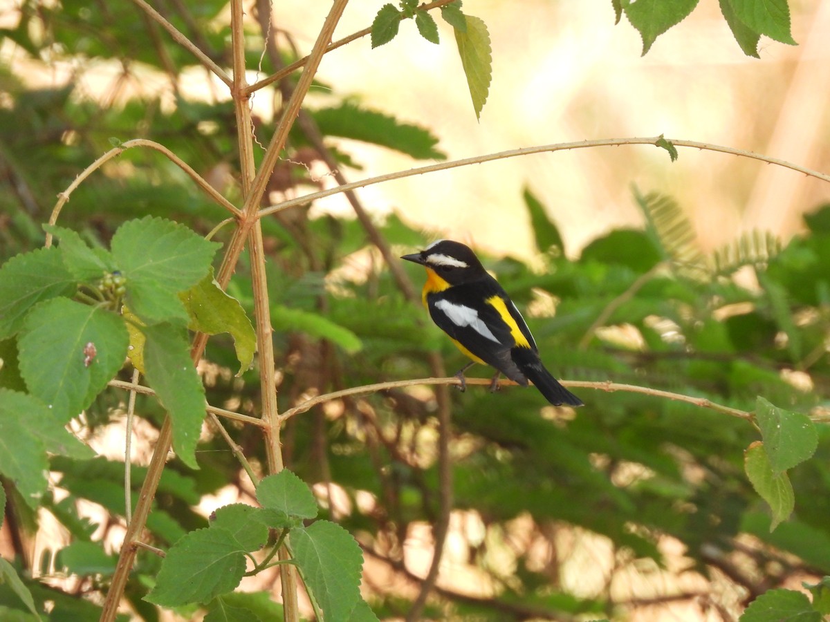 Yellow-rumped Flycatcher - Paphawadee Duangta
