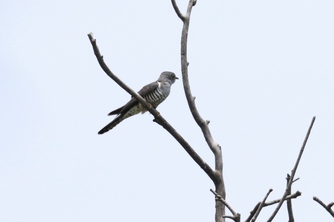 Lesser Cuckoo - ML618198502