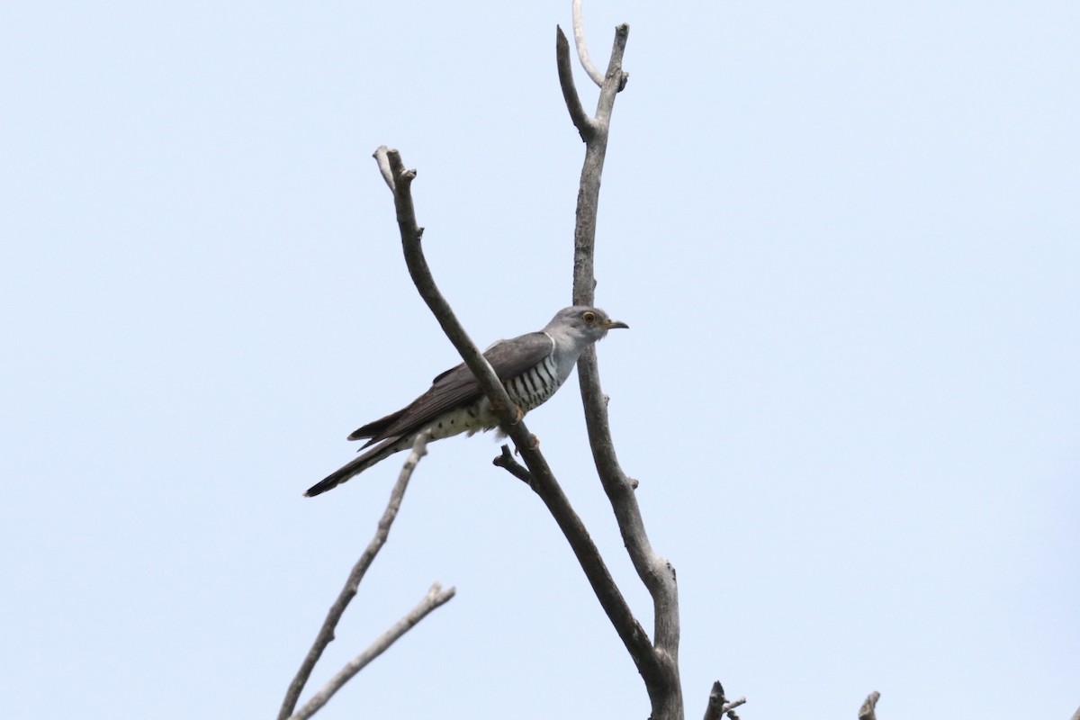 Lesser Cuckoo - ML618198503