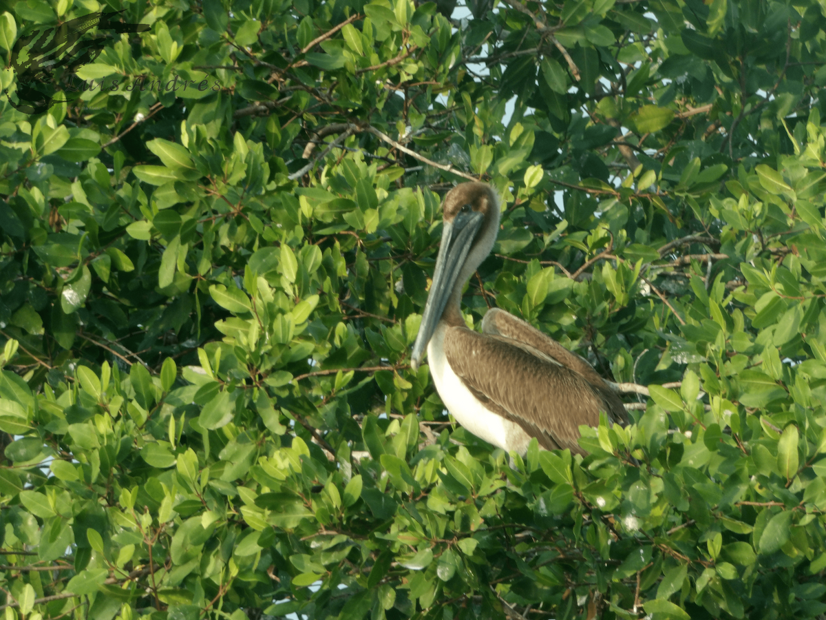 pelikán hnědý - ML618198505