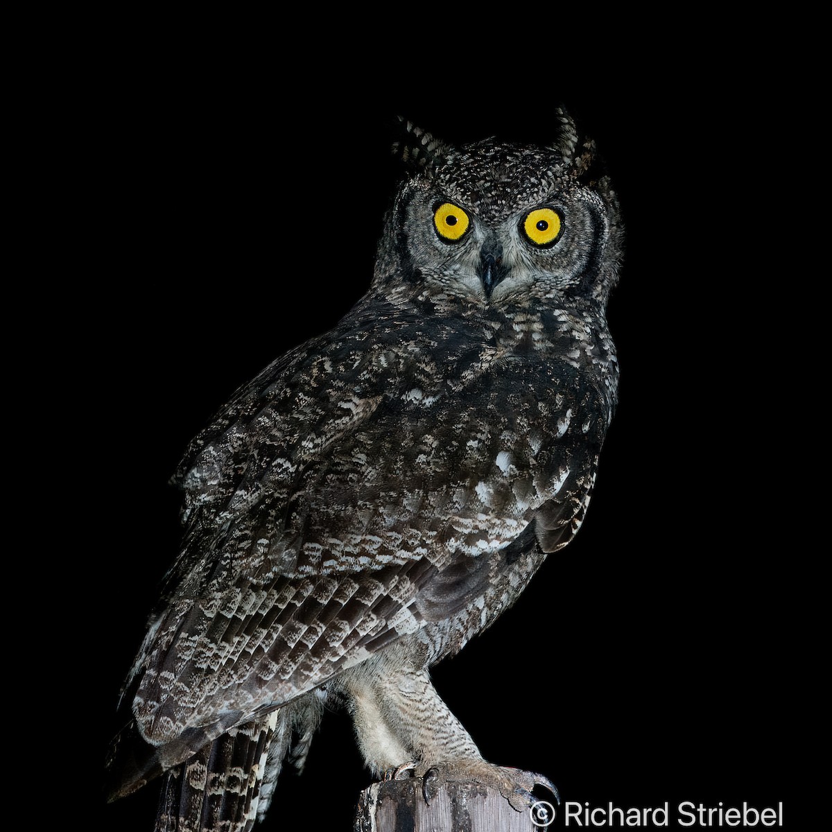 Spotted Eagle-Owl - Richard Striebel