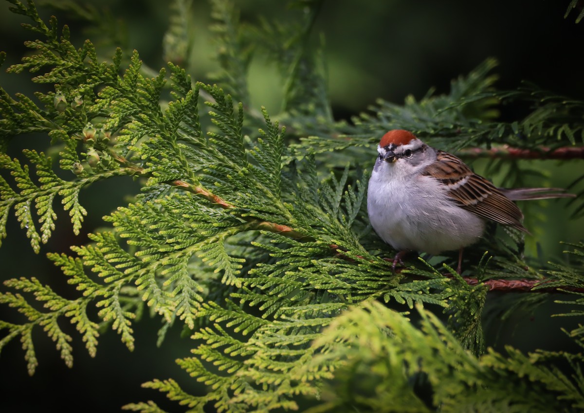Chipping Sparrow - ML618198526