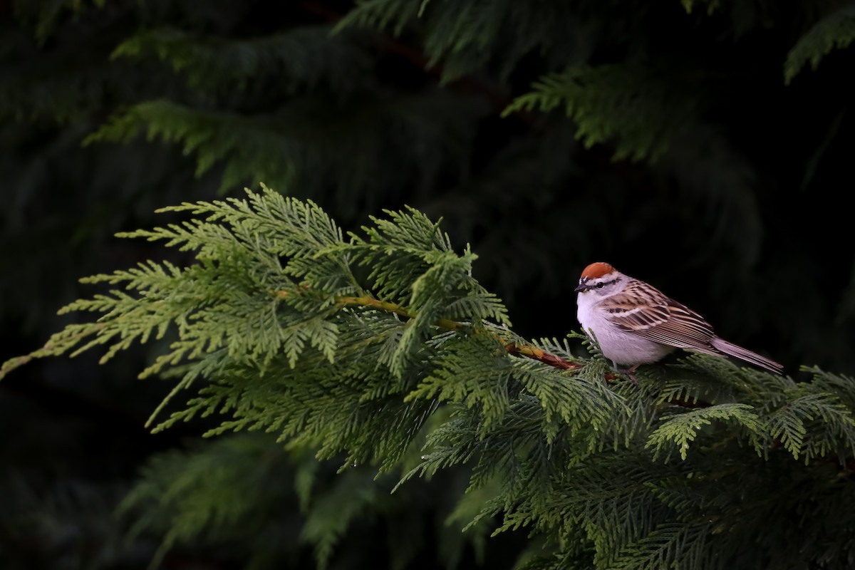 Chipping Sparrow - ML618198527