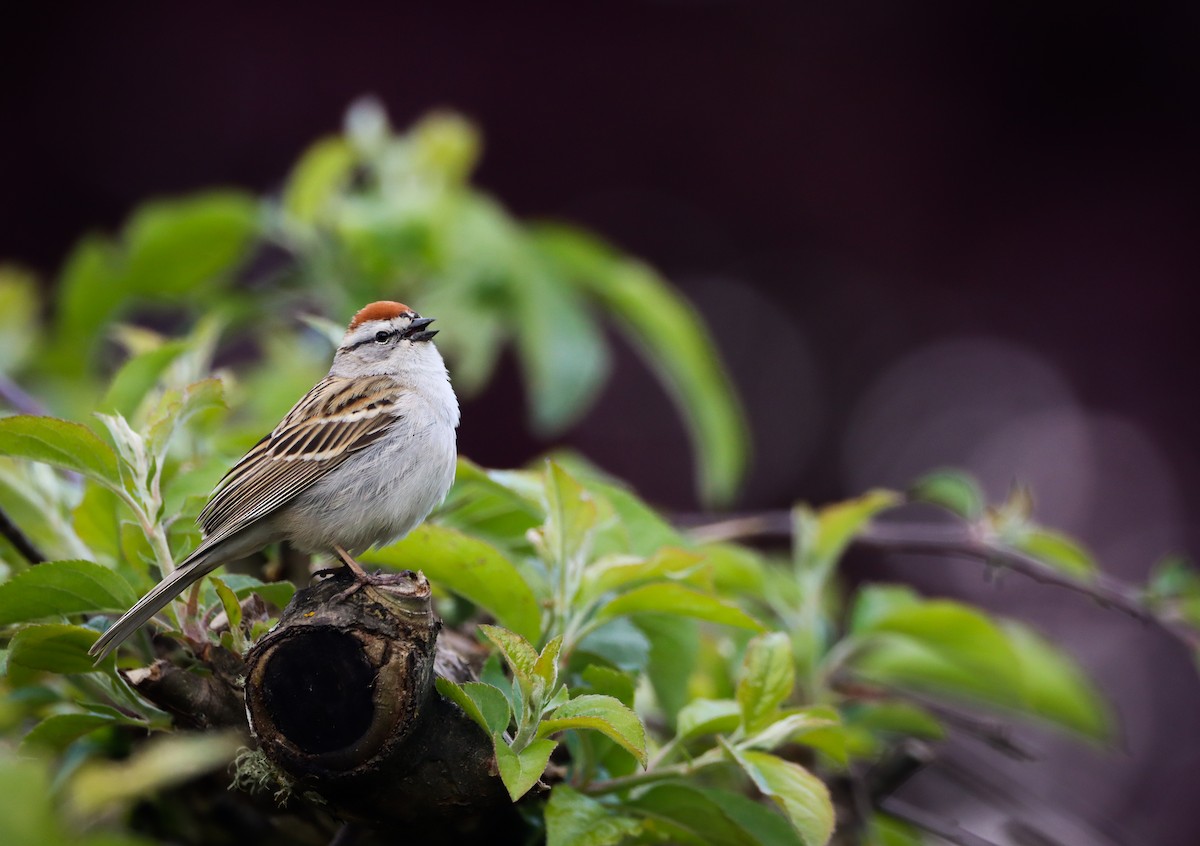 Chipping Sparrow - ML618198528