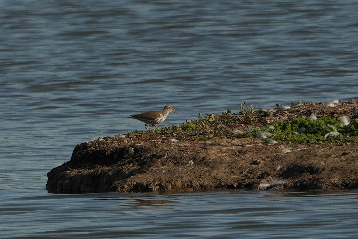 Spotted Sandpiper - Erich N