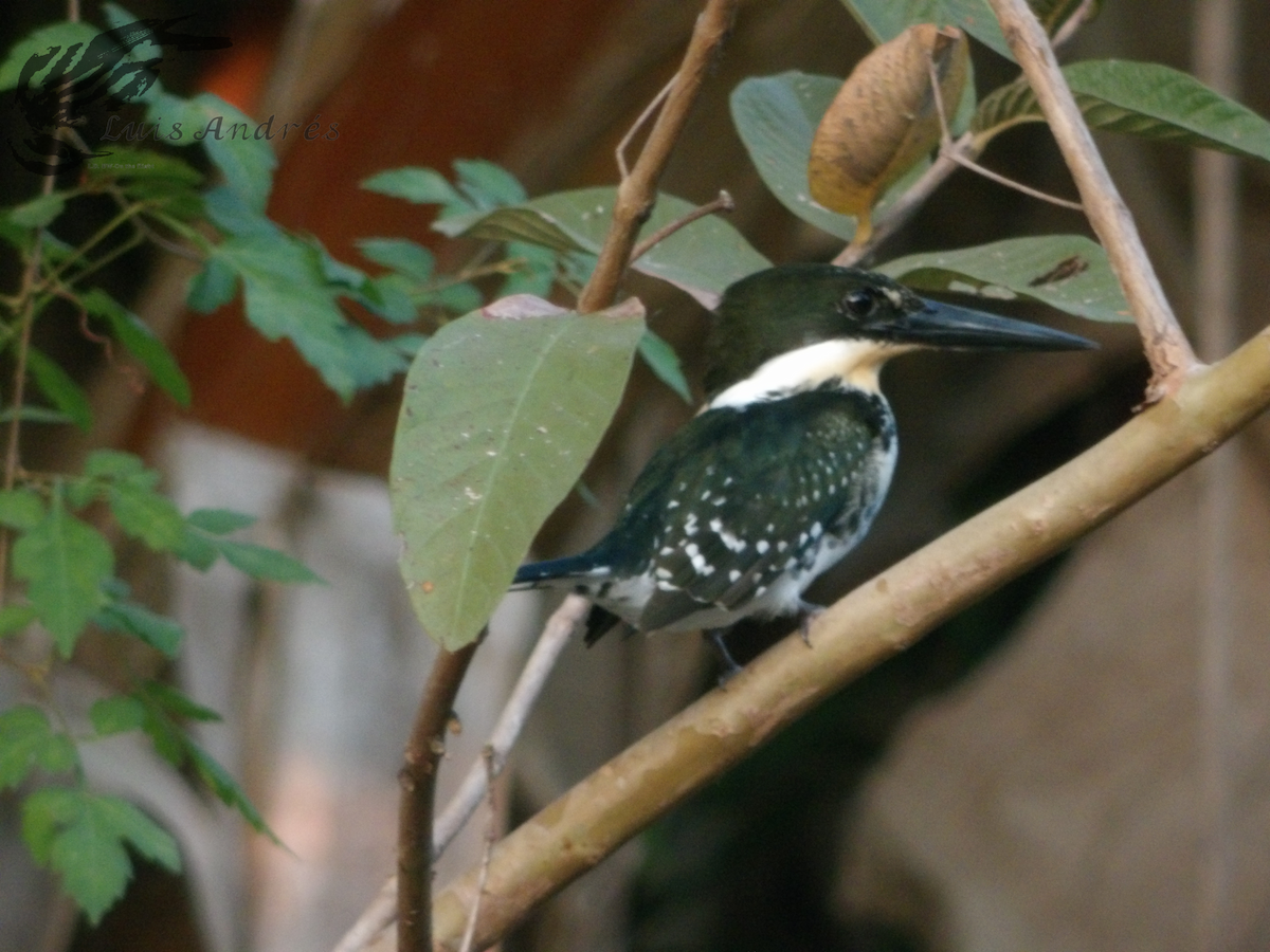 Green Kingfisher - Luis Cuevas Romero