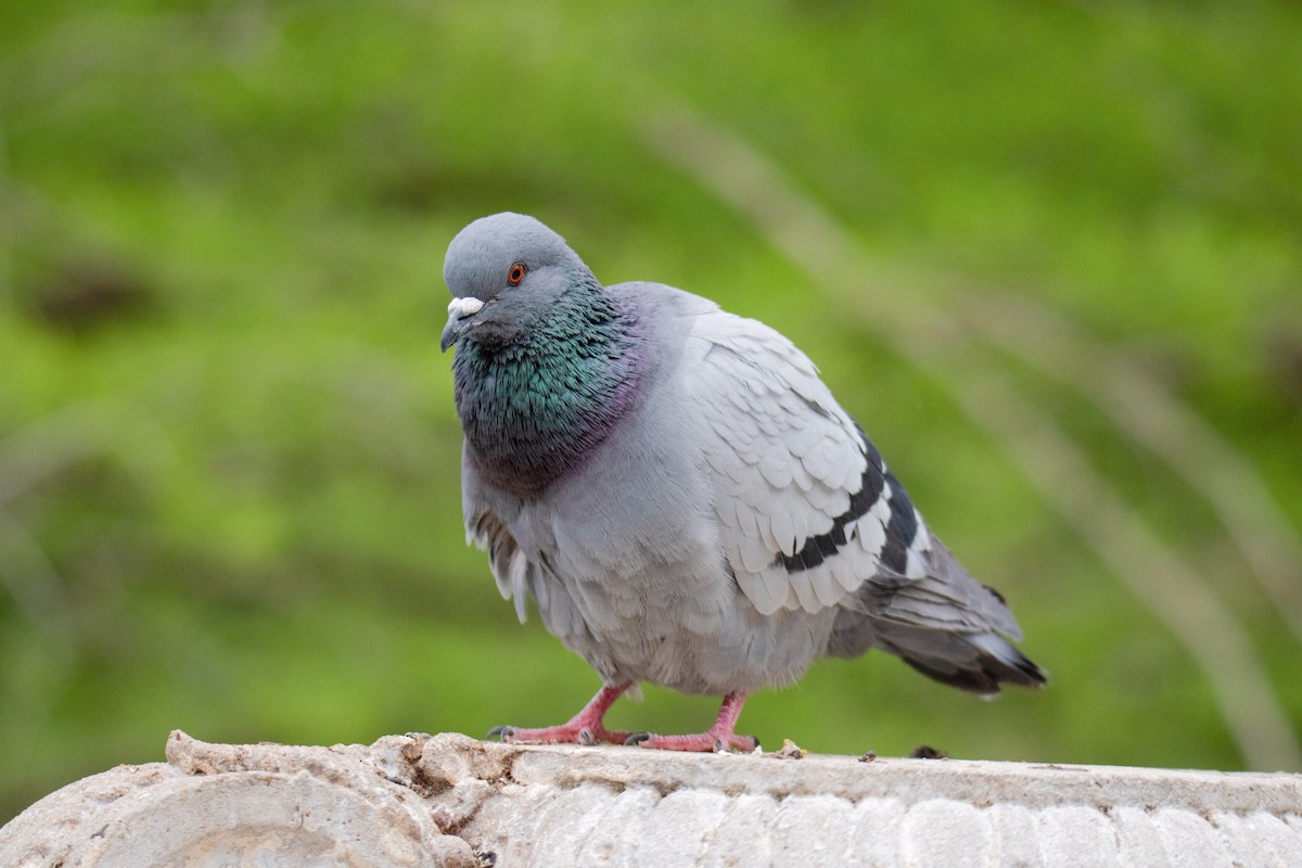 Rock Pigeon (Feral Pigeon) - Paula González Lominchar