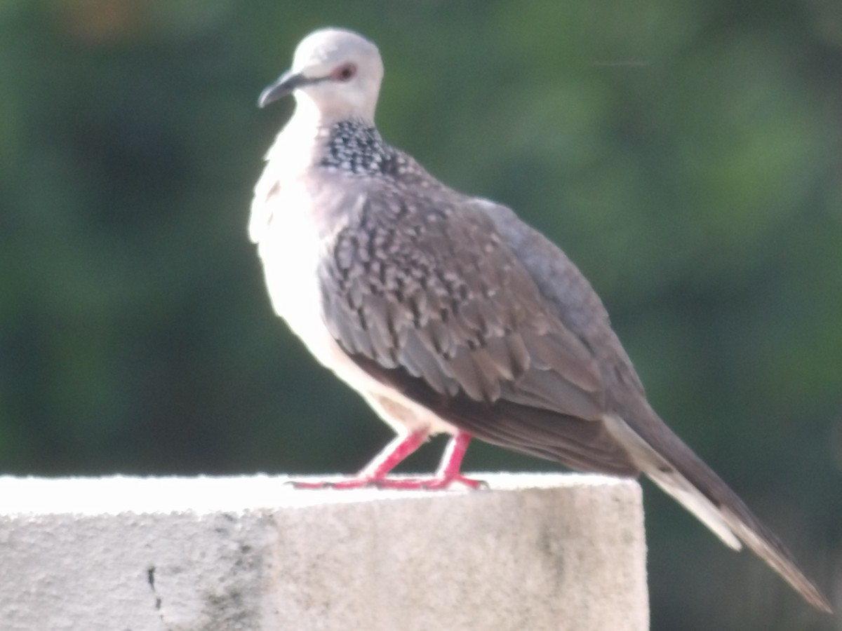 Spotted Dove - ML618198580
