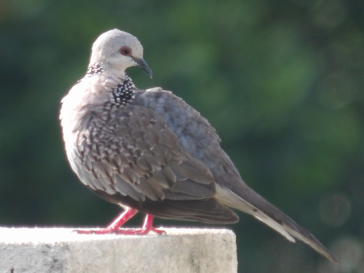 Spotted Dove - ML618198581