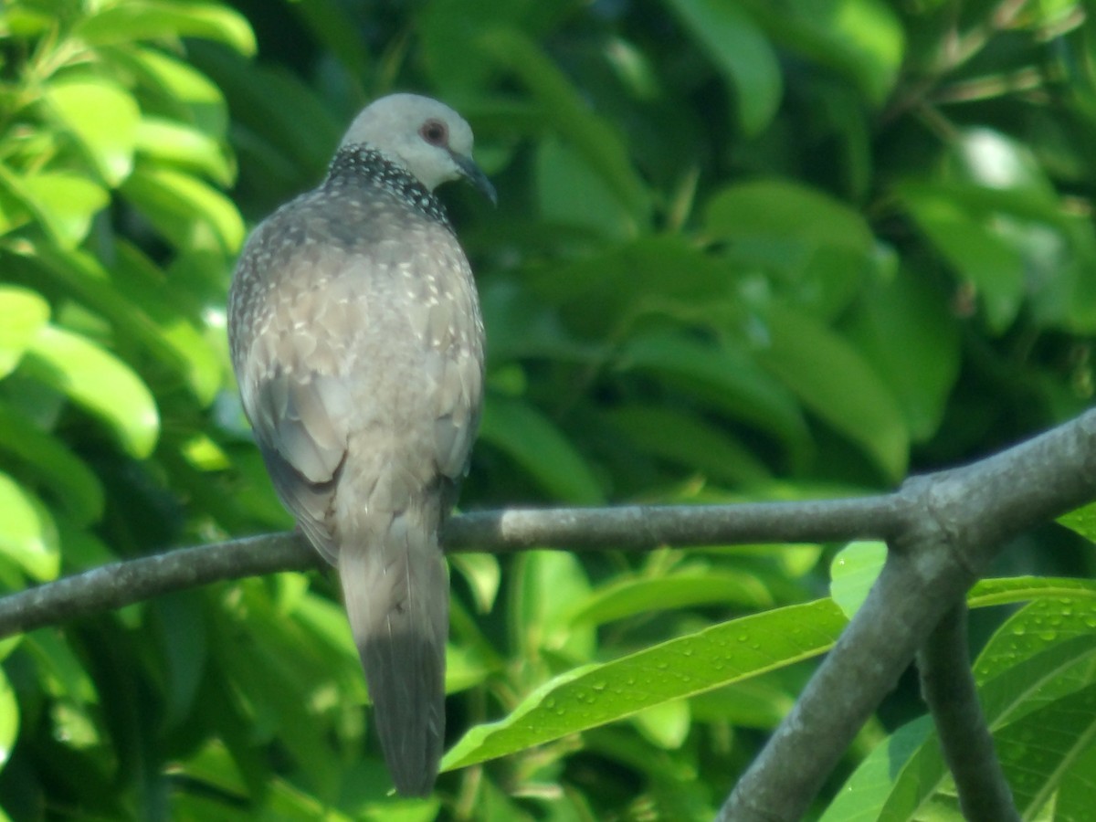 Spotted Dove - ML618198583