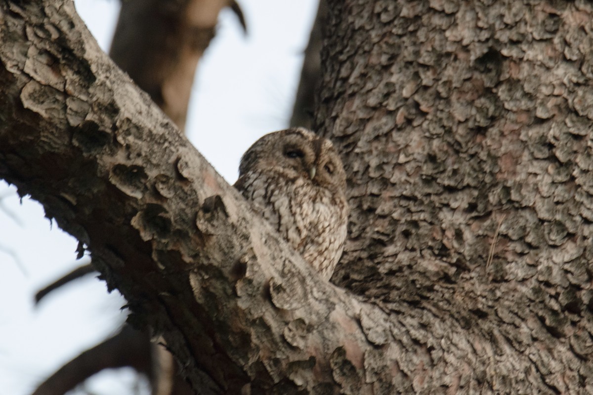 Tawny Owl - ML618198584