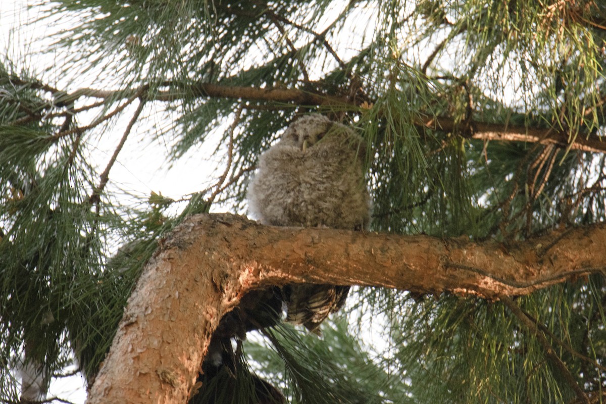 Tawny Owl - ML618198587