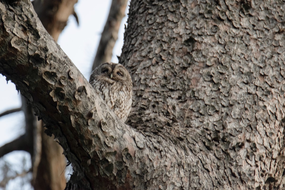 Tawny Owl - ML618198588