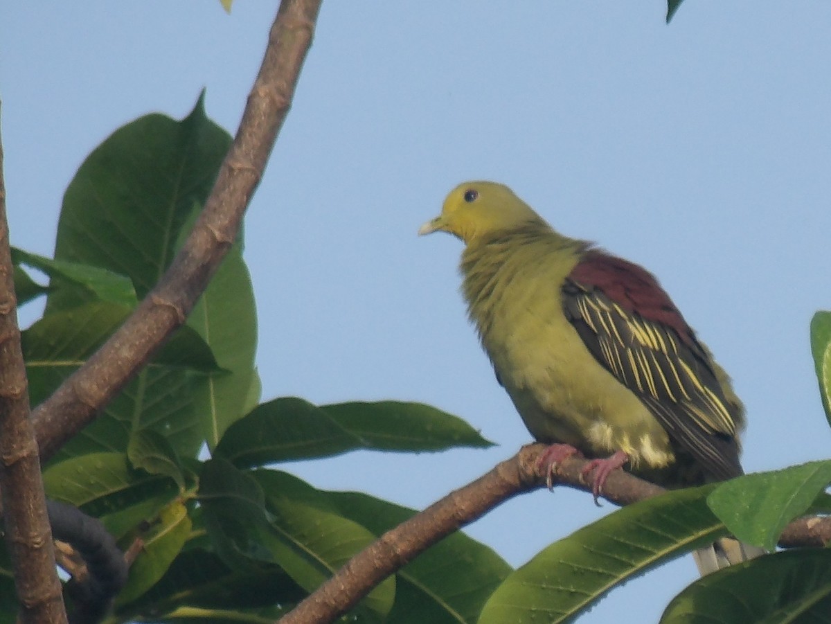Sri Lanka Green-Pigeon - ML618198591