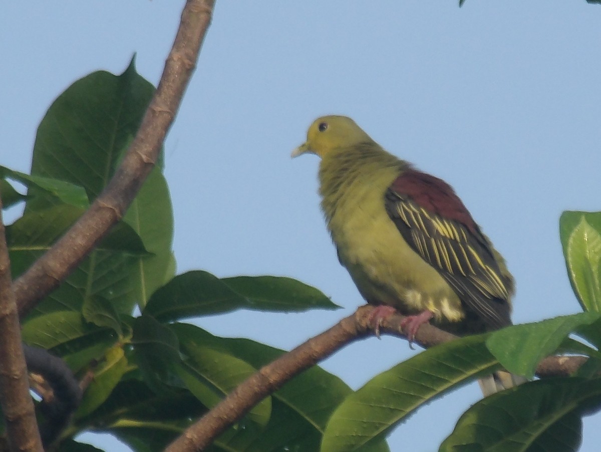Sri Lanka Green-Pigeon - ML618198592