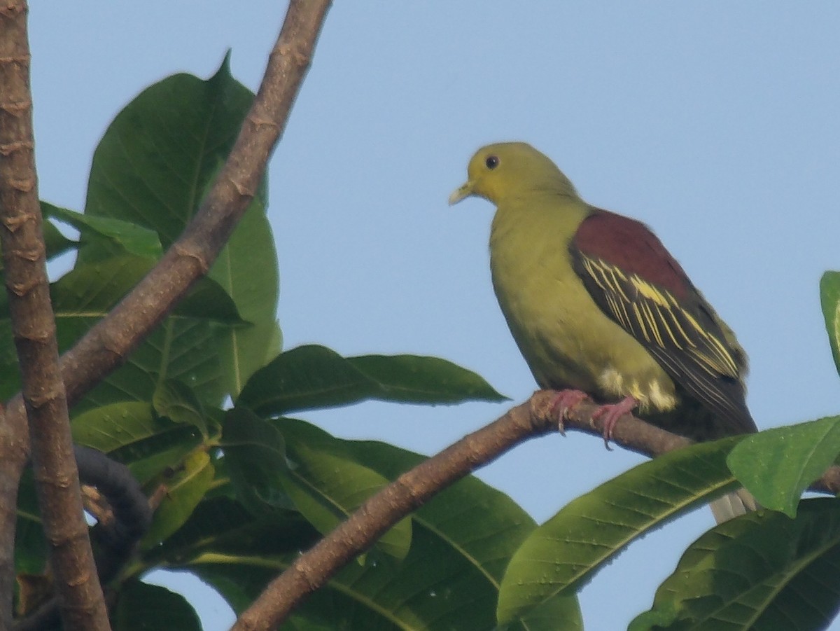Sri Lanka Green-Pigeon - ML618198593