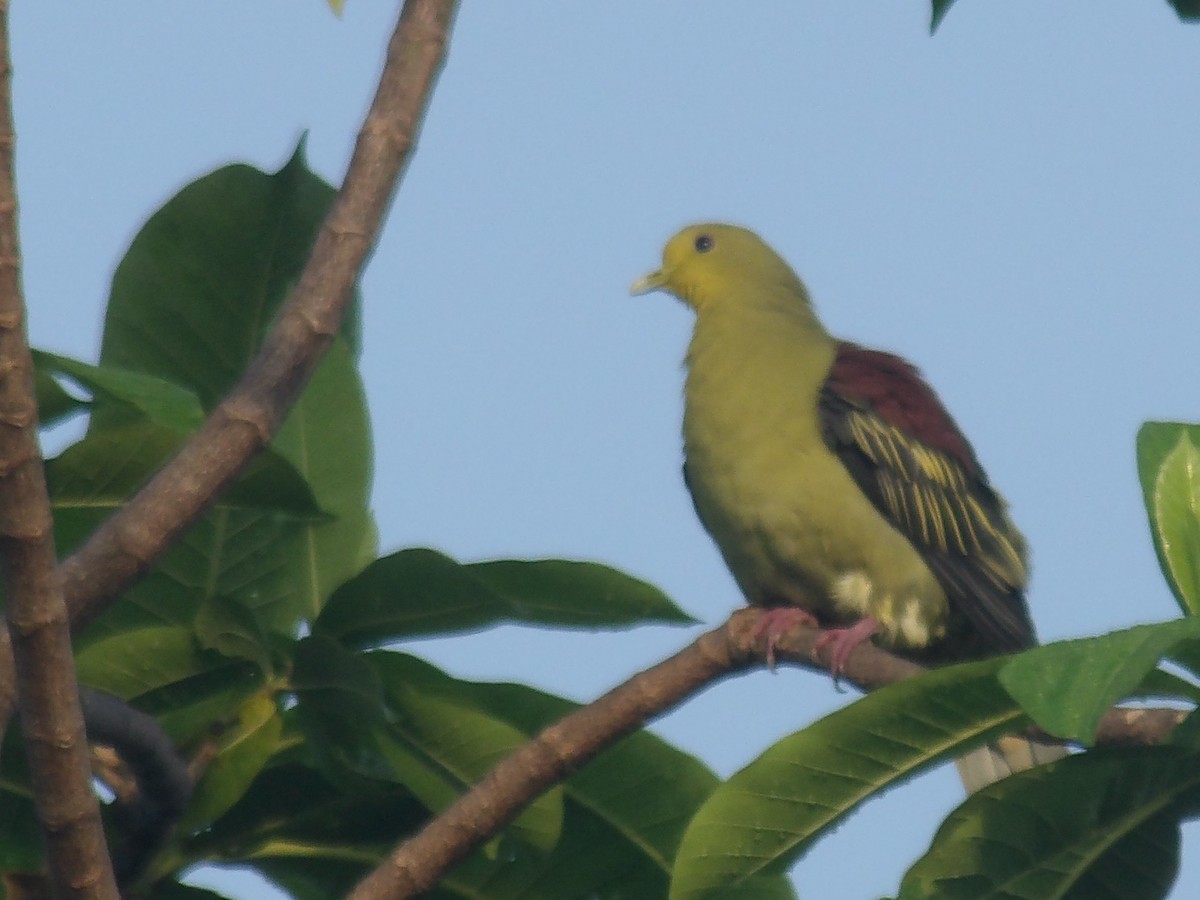 Sri Lanka Green-Pigeon - ML618198594