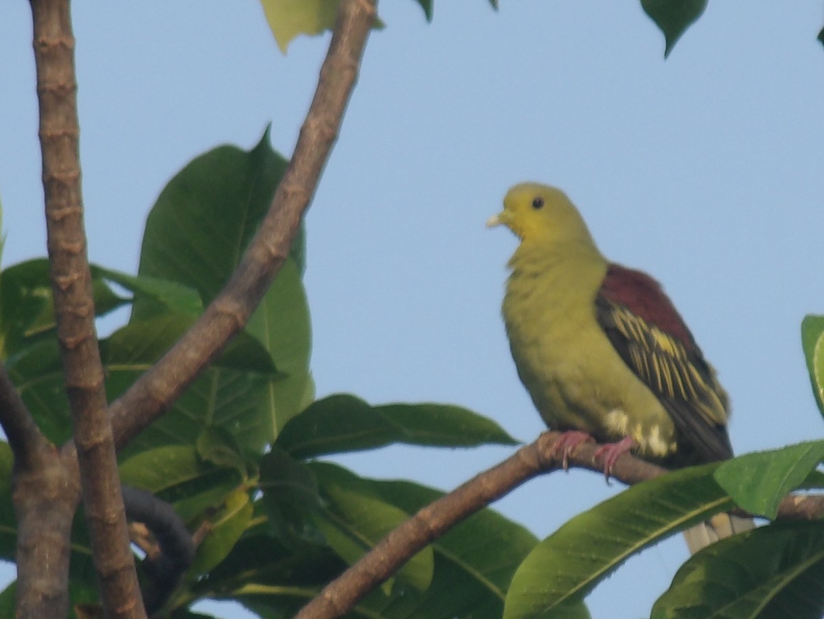 Sri Lanka Green-Pigeon - ML618198595