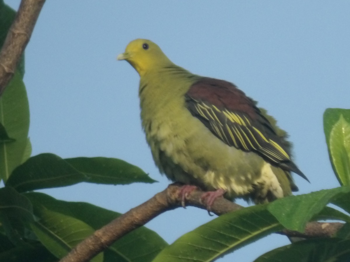 Sri Lanka Green-Pigeon - Sri Srikumar