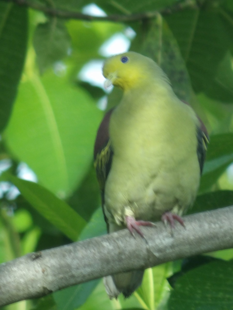 Цейлонский зелёный голубь - ML618198597