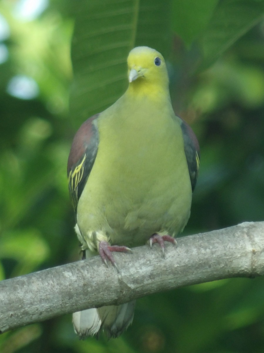 Sri Lanka Green-Pigeon - ML618198598