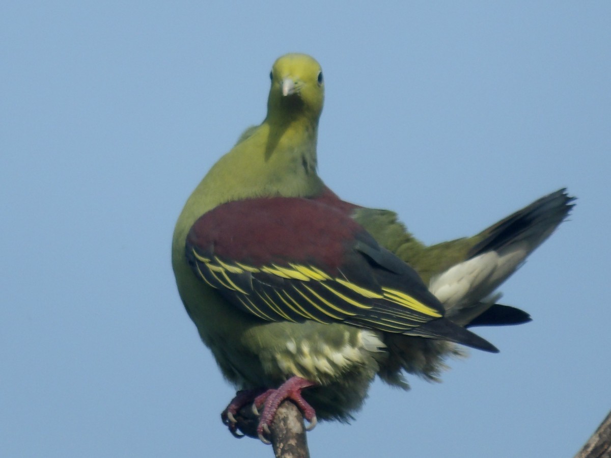 Sri Lanka Green-Pigeon - ML618198599