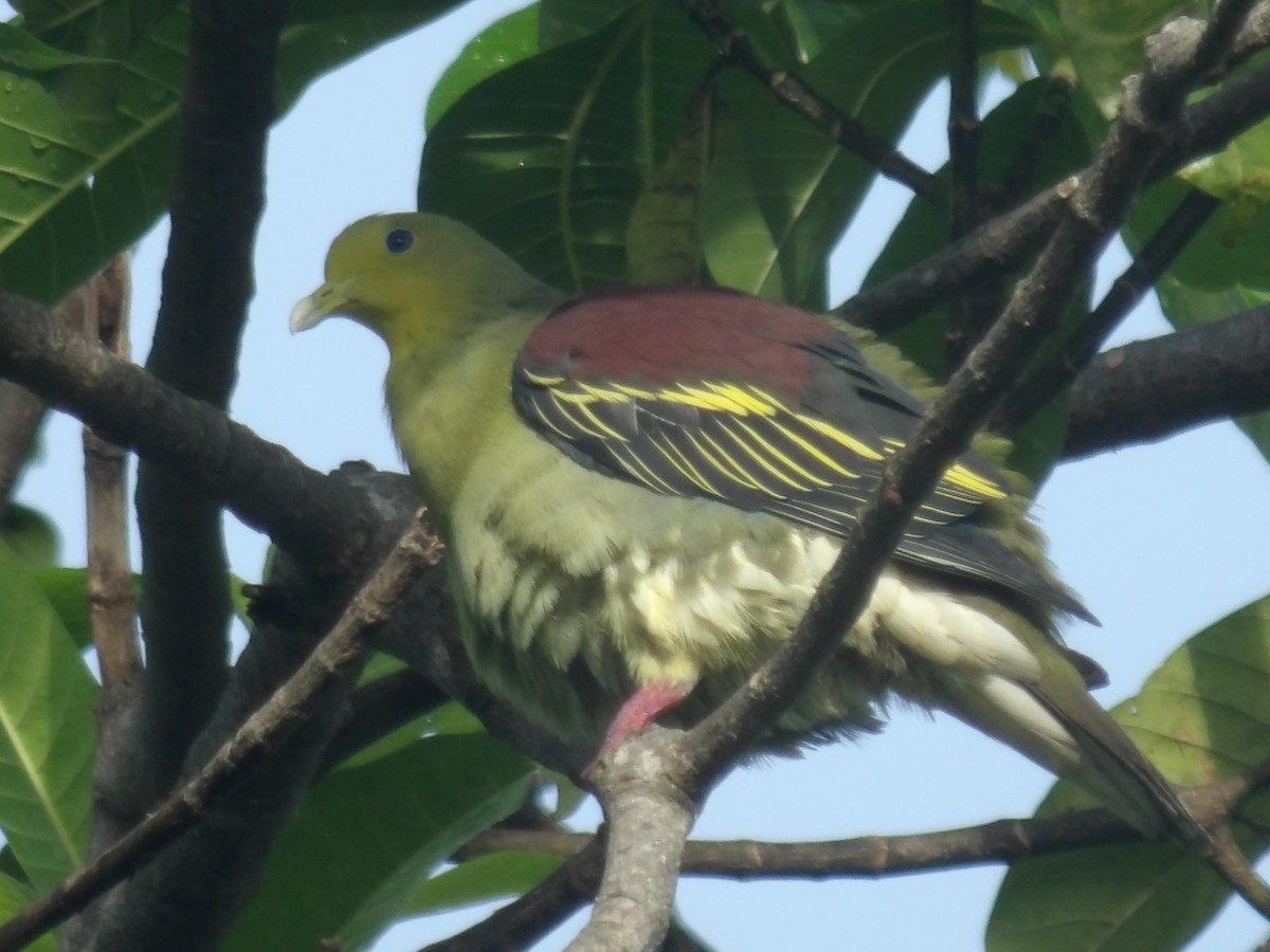 Sri Lanka Green-Pigeon - ML618198600