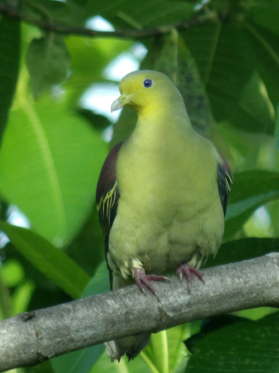 Sri Lanka Green-Pigeon - ML618198601