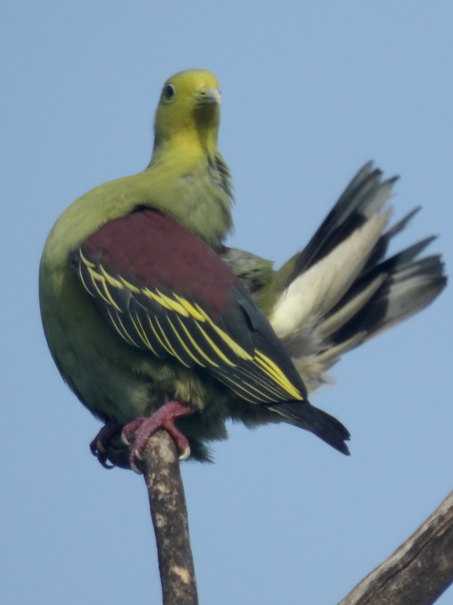 Sri Lanka Green-Pigeon - ML618198602
