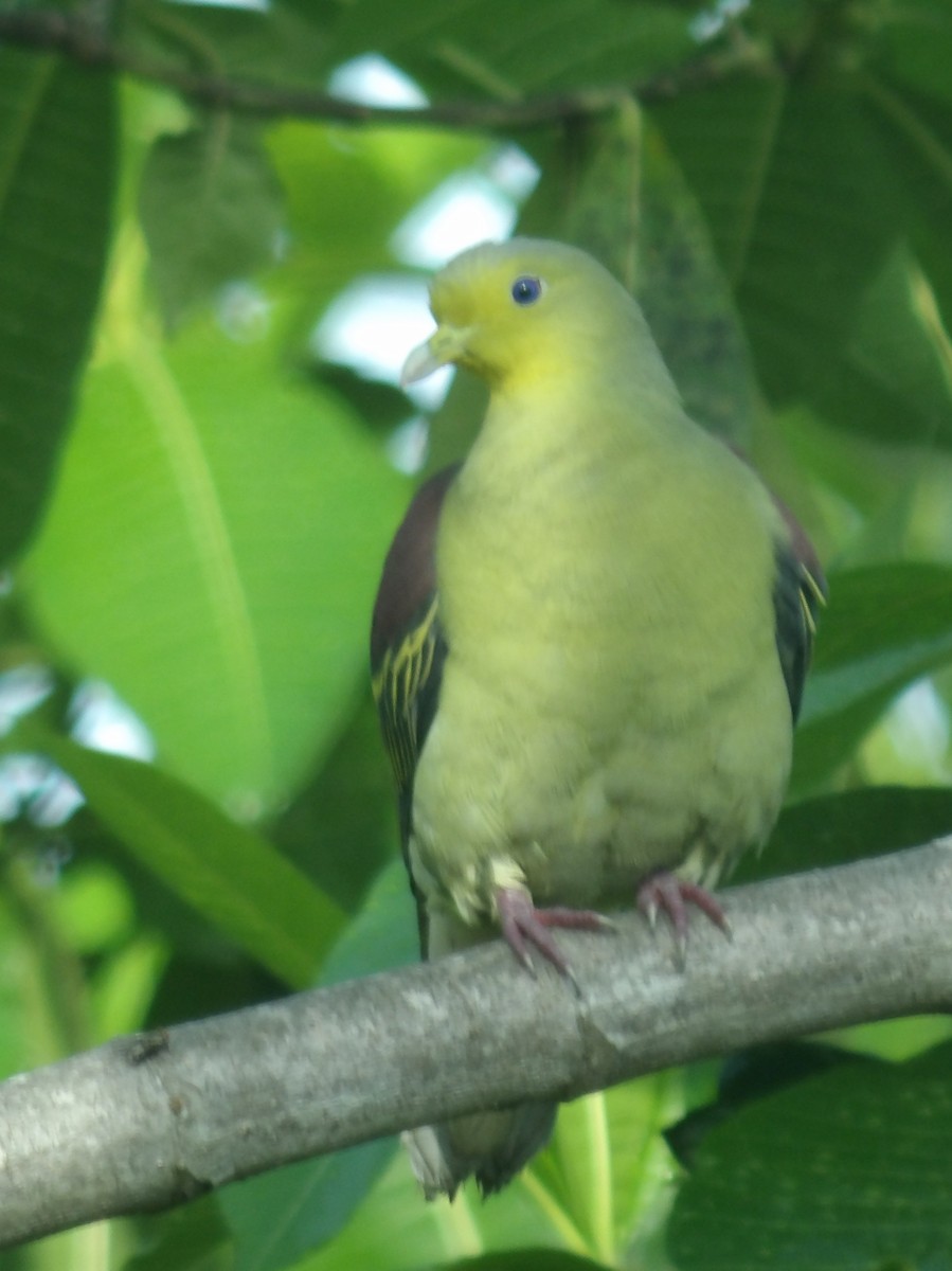 Цейлонский зелёный голубь - ML618198603