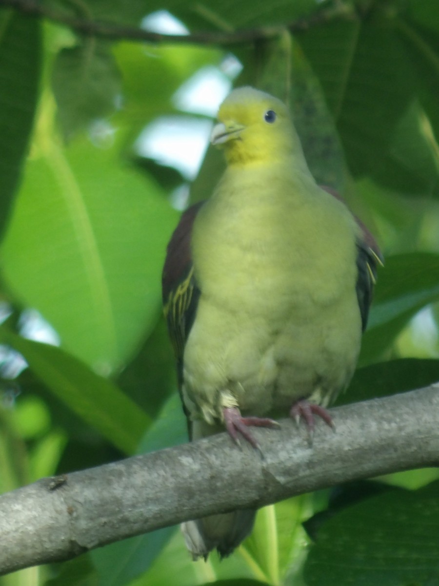 Sri Lanka Green-Pigeon - ML618198604