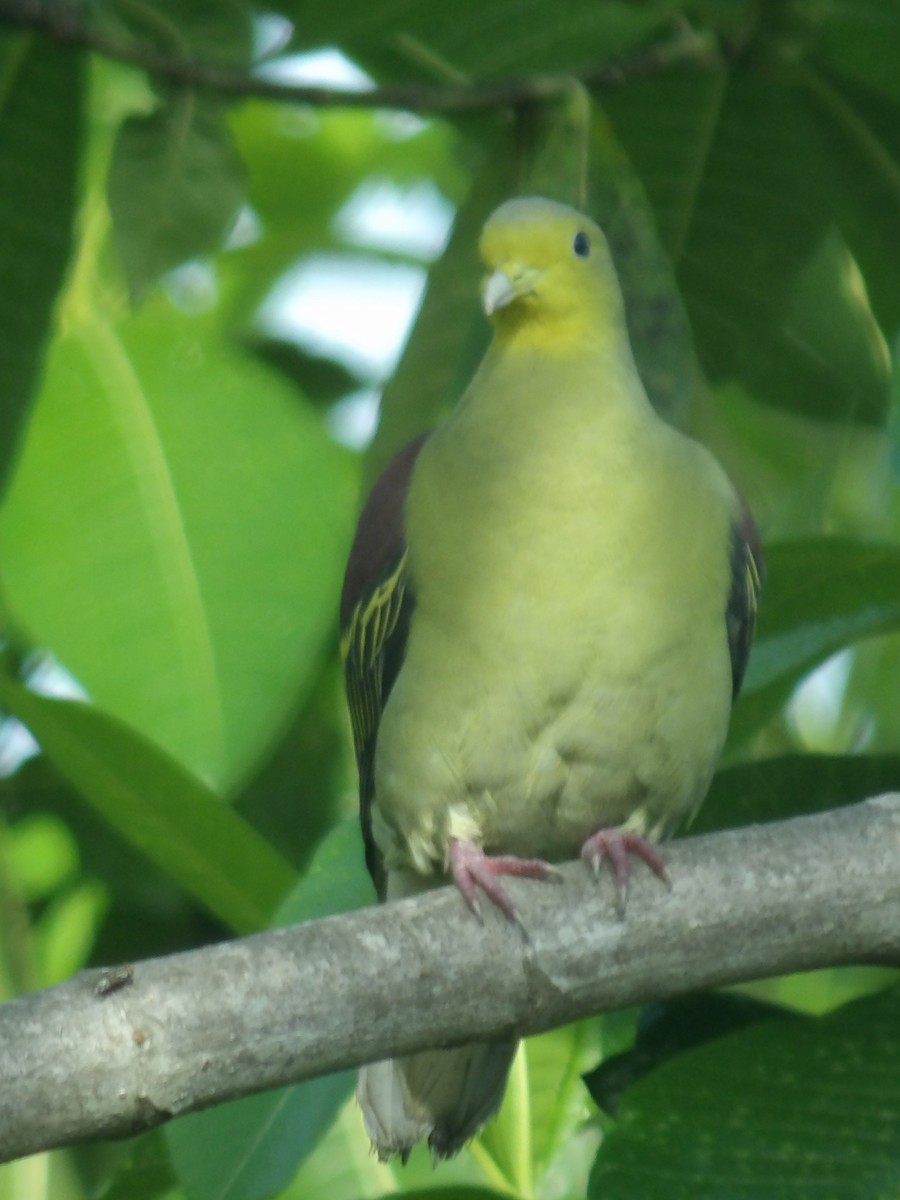 Цейлонский зелёный голубь - ML618198605