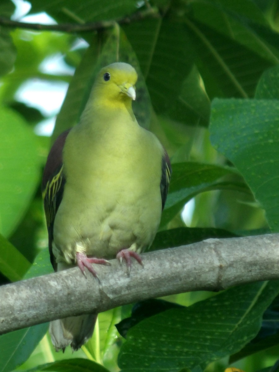 Sri Lanka Green-Pigeon - ML618198606