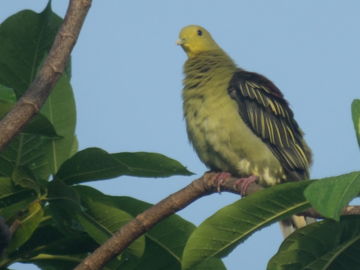 Sri Lanka Green-Pigeon - ML618198607