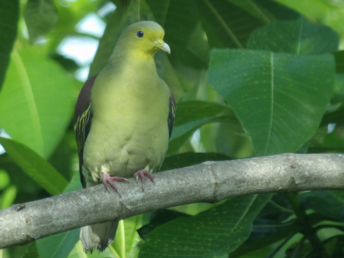 Sri Lanka Green-Pigeon - ML618198608