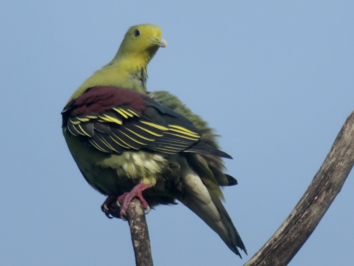 Цейлонский зелёный голубь - ML618198609