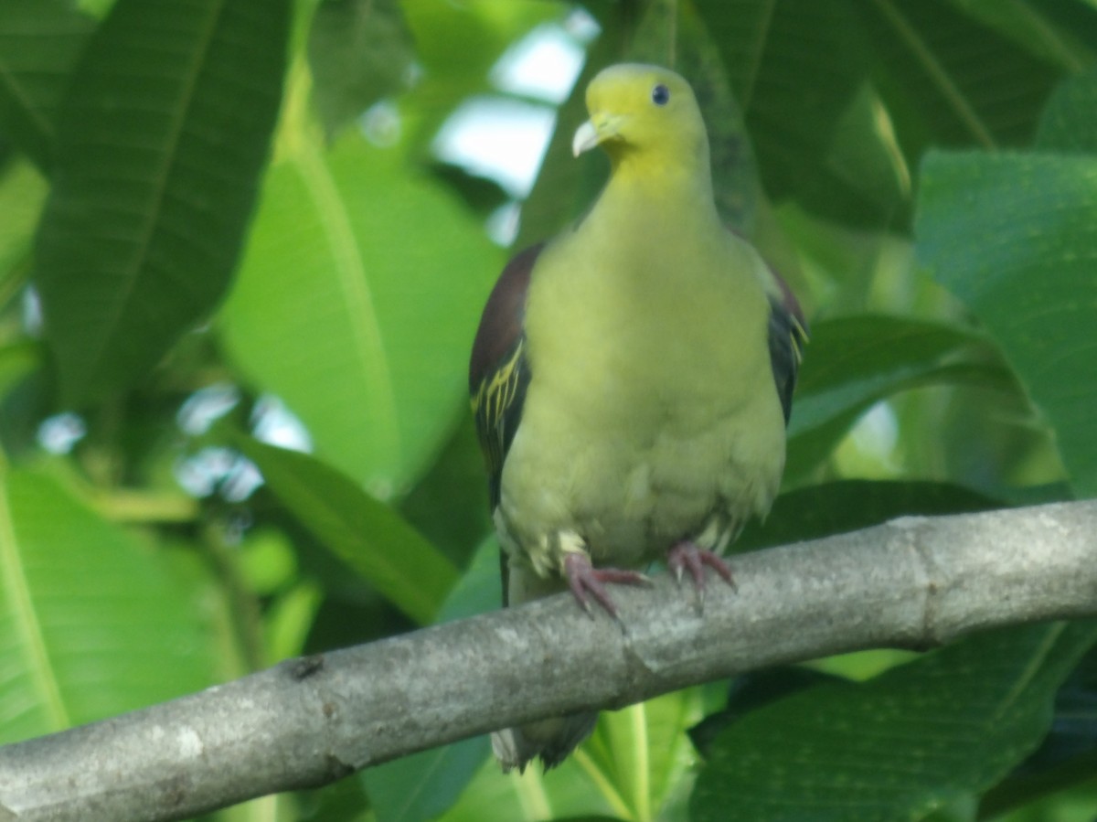 Sri Lanka Green-Pigeon - ML618198610