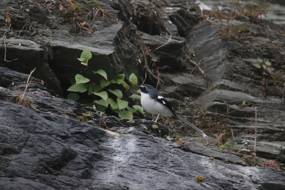 Spotted Forktail - ML618198613