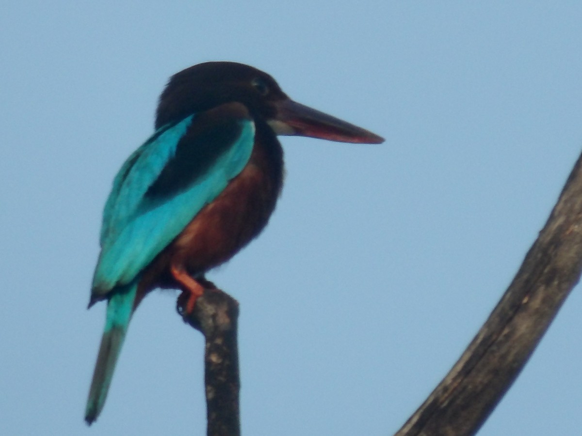 White-throated Kingfisher - Sri Srikumar