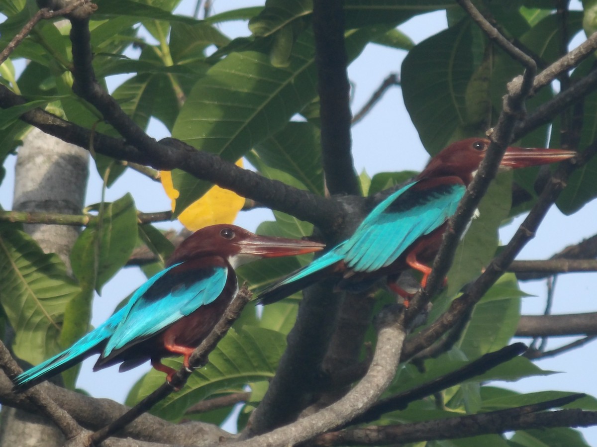 White-throated Kingfisher - Sri Srikumar