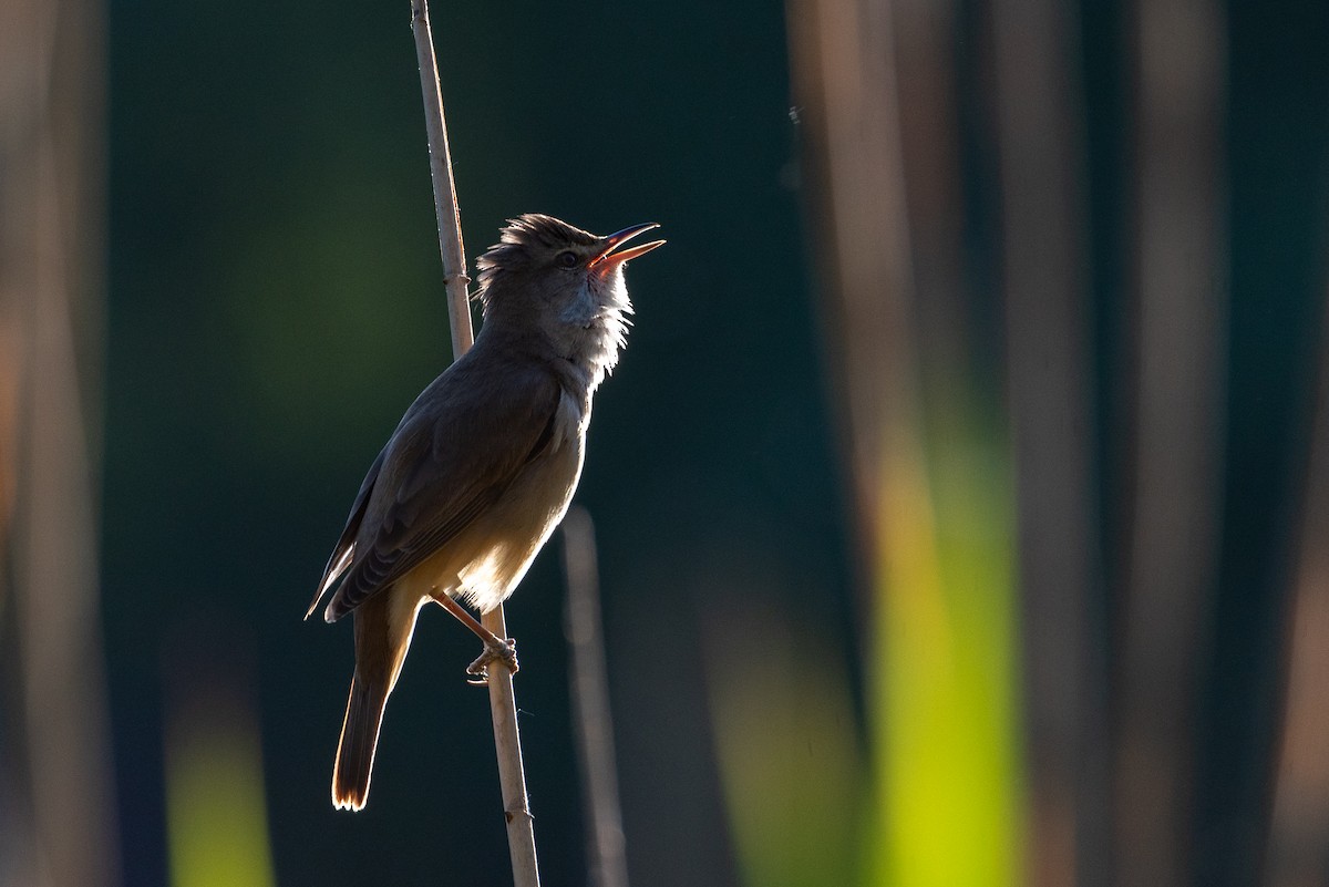 Great Reed Warbler - Dmytro P